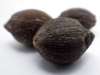 オオミヤシ／フタゴヤシ: Natural Gallery