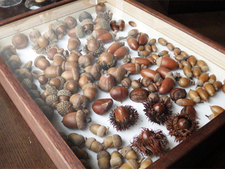 acorn160802_03.jpg