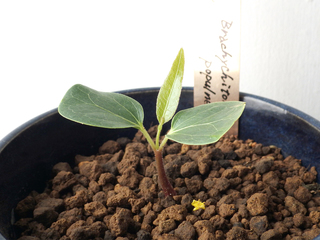 brachychiton01.jpg