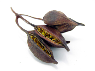 brachychiton04.jpg