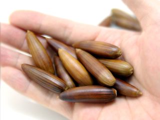 californialiveoak_01.jpg