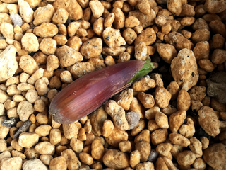 californialiveoak_12.jpg