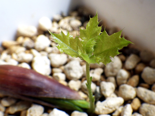 californialiveoak_16.jpg
