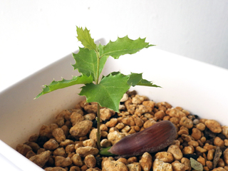 californialiveoak_19.jpg