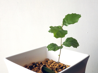 californialiveoak_21.jpg