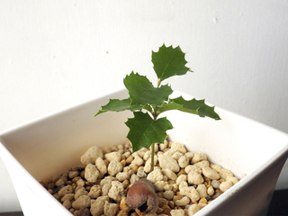 californialiveoak_22.jpg