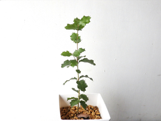 californialiveoak_23.jpg