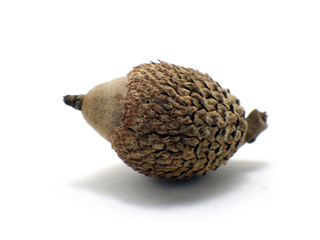 leuchotrichophora00.jpg
