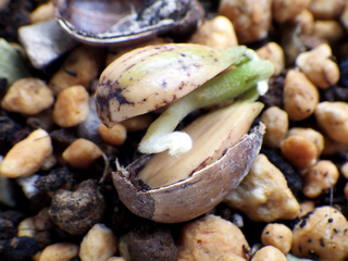 leuchotrichophora07.jpg