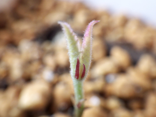 leuchotrichophora08.jpg