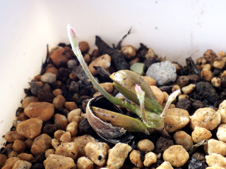 leuchotrichophora09.jpg