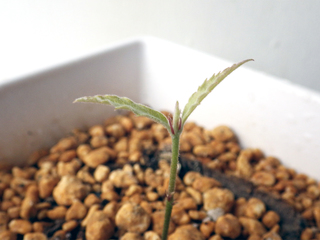leuchotrichophora10.jpg