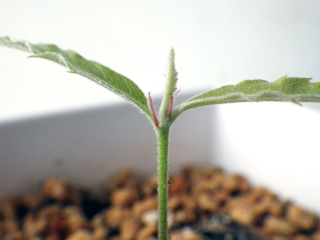 leuchotrichophora11.jpg