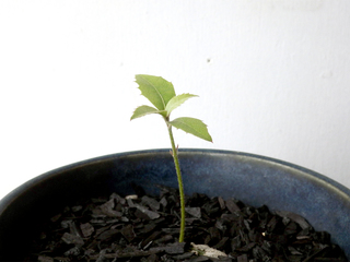 leuchotrichophora14.jpg