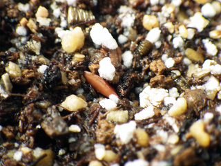 pachypodium_rosulatum_gracilius02.jpg