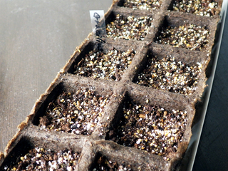 pachypodium_rosulatum_gracilius03.jpg