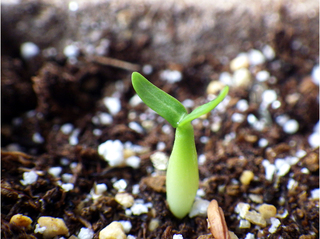 pachypodium_rosulatum_gracilius06.jpg