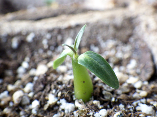 pachypodium_rosulatum_gracilius12.jpg
