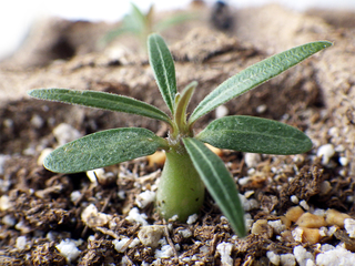 pachypodium_rosulatum_gracilius14.jpg
