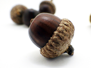 scarlet_oak_01.jpg