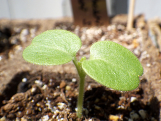 uncarina_04.jpg